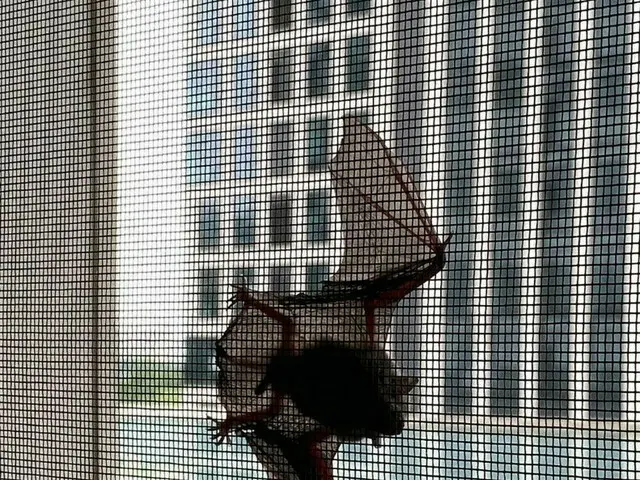女優パク・ソルミ、都心にある友人宅の網戸に張り付いたコウモリの写真を公開で話題に。