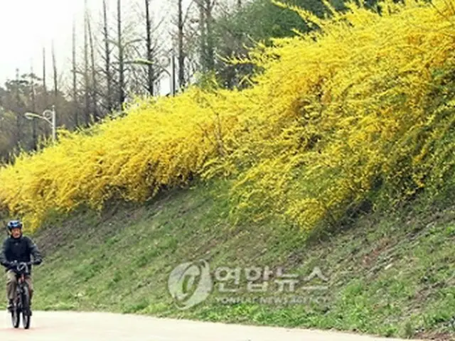 黄色い花を咲かせるレンギョウ。２０１０年４月ソウルで撮影＝（聯合ニュース）