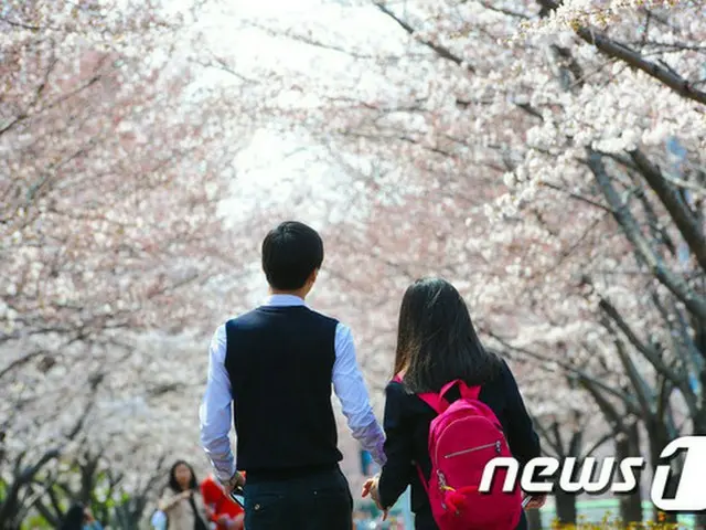 韓国と日本の間で桜の原産地をめぐる論争に中国が加わり、論争が過熱している。（提供:news1）
