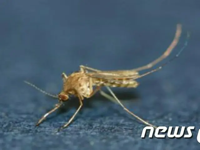 韓国保健当局が6日午後、全国に日本脳炎警報を発令し、蚊が多い地域で夜間の野外活動を自制して長袖を着るように訴えた。（提供:news1）