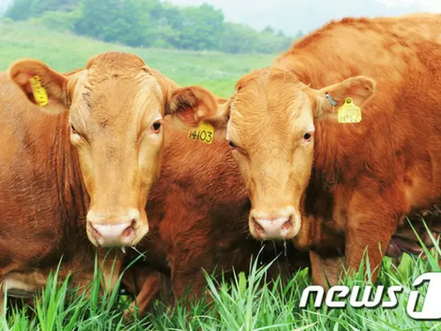 600キログラムの韓牛1匹の価格が660万ウォン（約61万5000円）で、前年同期521万4000ウォン（約48万6000円）より26.5%上がった。