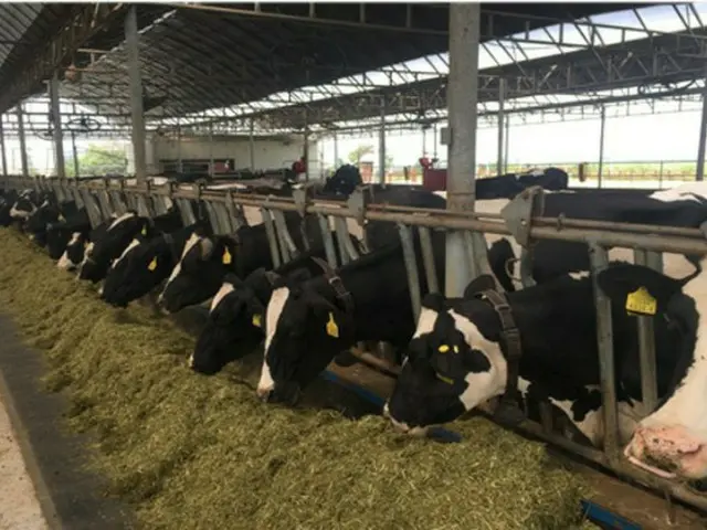 韓国初の動物福祉乳牛農場が誕生…飼育スペース2倍に（提供:news1）