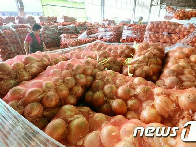 韓国・慶尚北道（キョンサンプクト）義城郡（ウィソングン）は21日、有機玉ねぎ8トンを日本に初輸出すると明らかにした。（提供:news1）