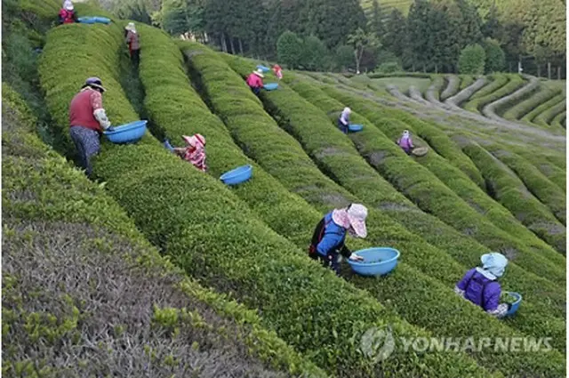 韓国の茶畑（資料写真）＝（聯合ニュース）