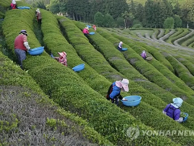 韓国の茶畑（資料写真）＝（聯合ニュース）