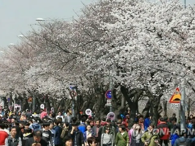 昨年に行われた汝矣島の春の花祭り＝（聯合ニュース）