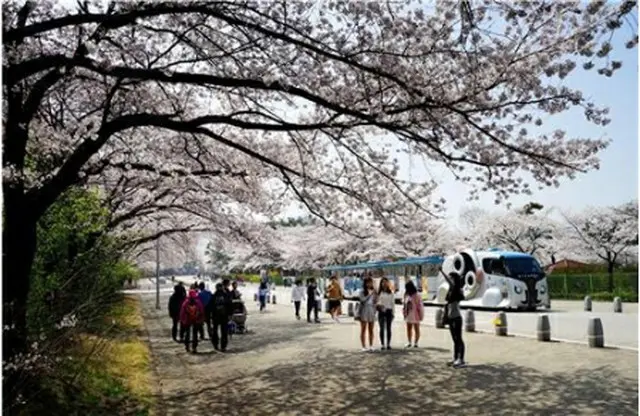 ソウル大公園の桜（ソウル市提供）＝（聯合ニュース）