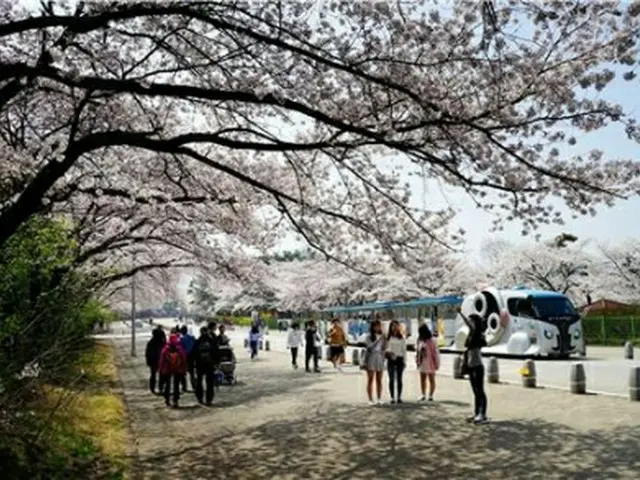ソウル大公園の桜（ソウル市提供）＝（聯合ニュース）