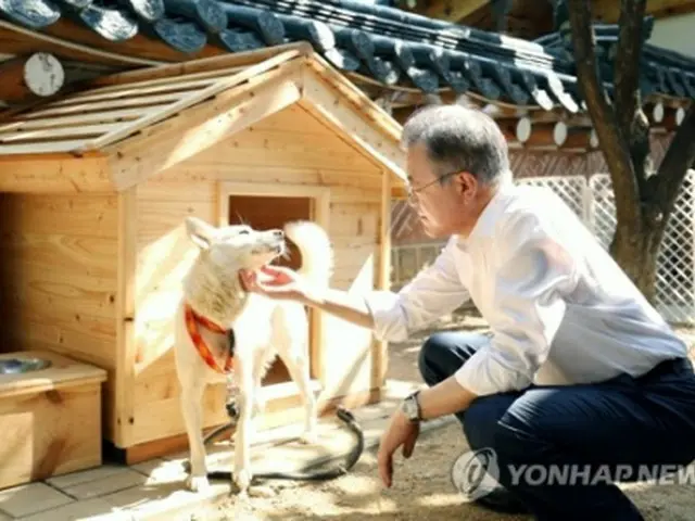 北朝鮮から贈られた犬をなでる文大統領（青瓦台提供）＝（聯合ニュース）