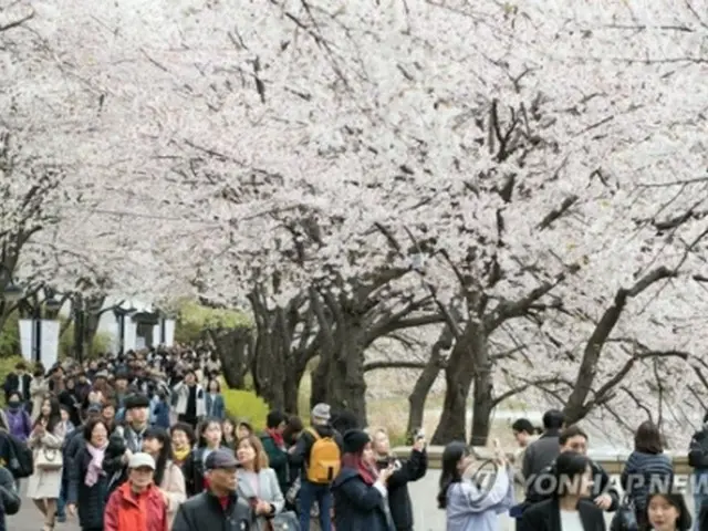 ４月１１日、桜が満開になったソウル・蚕室の石村湖周辺（資料写真）＝（聯合ニュース）