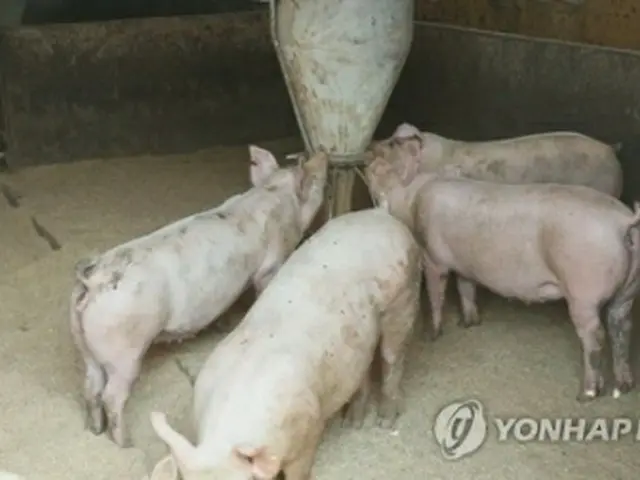 養豚場で飼育されている豚（資料写真）＝（聯合ニュース）
