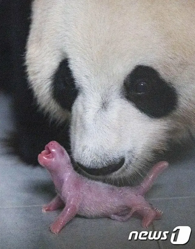韓国エバーランドでパンダの赤ちゃん生まれる…国内初（提供:news1）