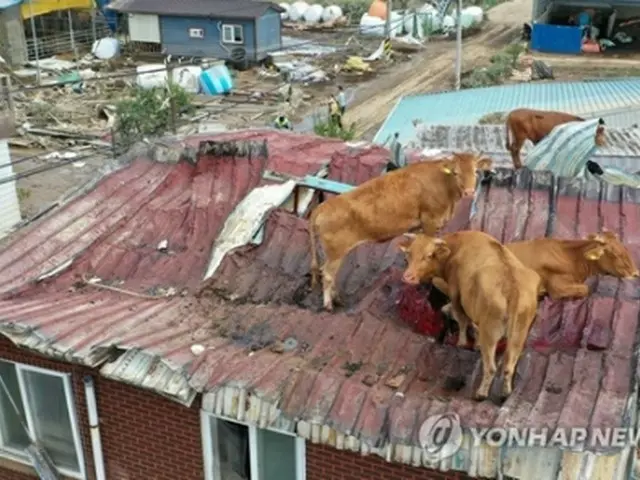 水が引いた後の被災地を見渡す牛たち＝９日、求礼（聯合ニュース）