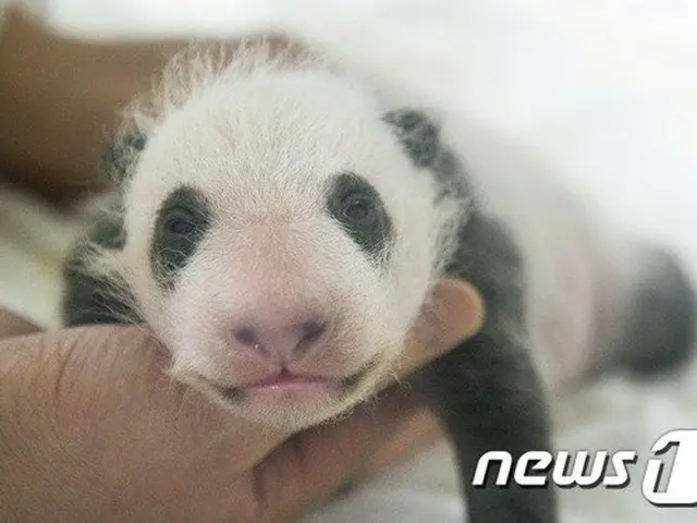 「赤ちゃんパンダ、こんなに大きくなりました」…生後1か月を迎えた赤ちゃんパンダ＝韓国エバーランド（提供:news1）