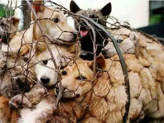 犬肉の最大消費国は中国なのに、なぜ韓国の犬食イメージが強いか＝韓国報道（画像提供:wowkorea）