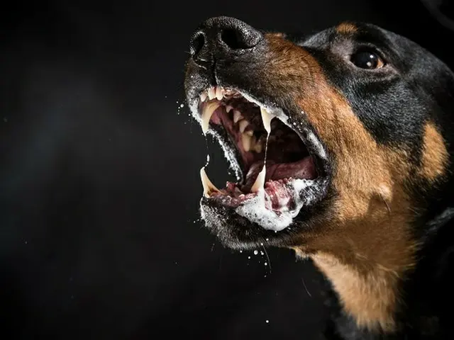 骨が露出する大けが…ドッグランで大型犬に噛まれる事故も飼い主は「補償する能力がない」と訴え＝韓国（画像提供:wowkorea）