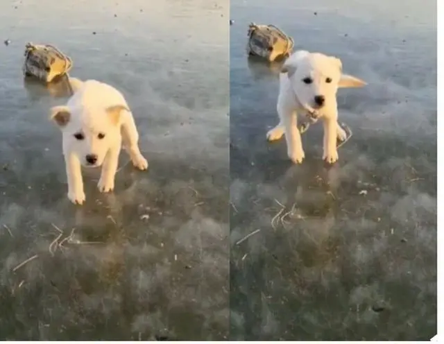 元日から石に縛られて凍りついた川に捨てられた子犬＝韓国（画像提供:wowkorea）