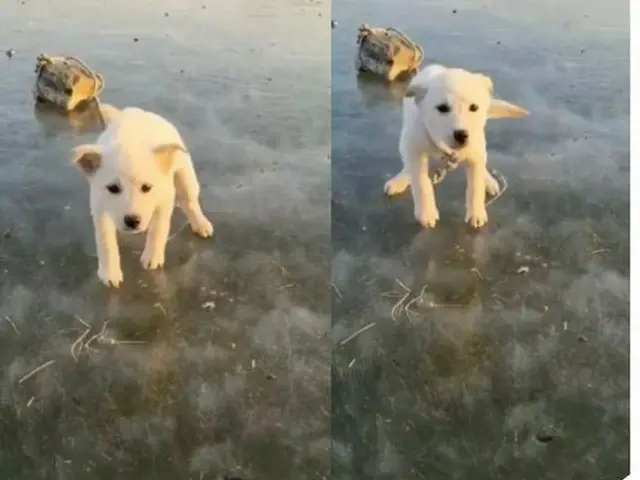 元日から石に縛られて凍りついた川に捨てられた子犬＝韓国（画像提供:wowkorea）