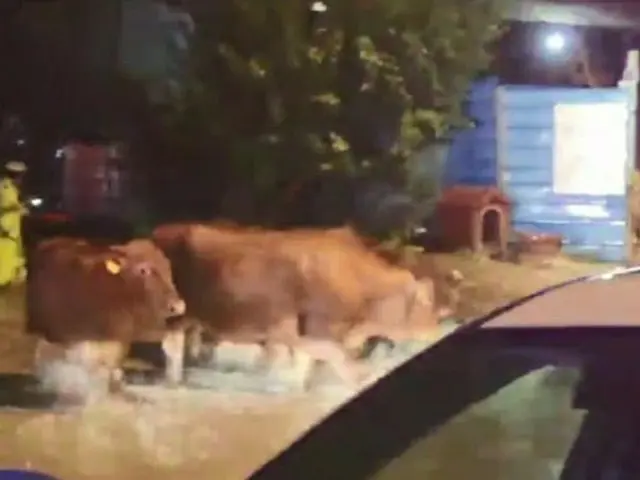 溺死の危機にあった牛40頭…警察官が救出（画像提供:wowkorea）