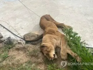 韓国でメスライオン脱走　1時間後に射殺＝南部の牧場で違法に飼育か