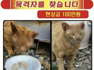 「野良猫にやけど負わせ、耳を切り…」虐待通報で懸賞金100万ウォン＝韓国
