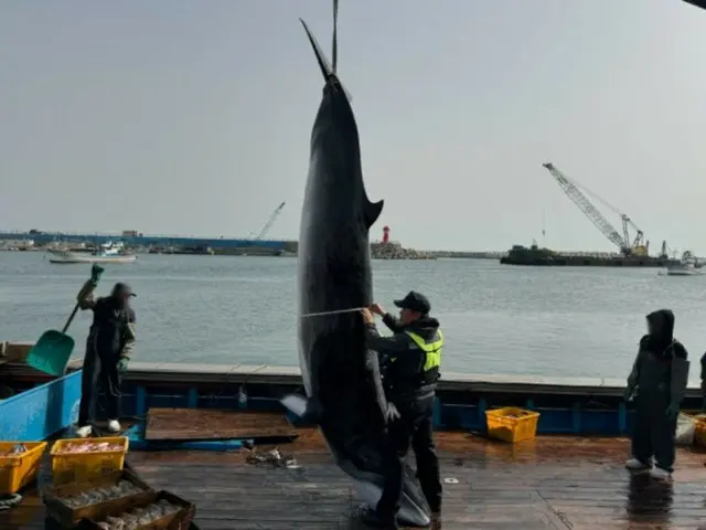 浦項虎尾串の沖合で長さ4.1mの「ミンククジラ」が定置網に...5500万ウォンで委託販売＝韓国