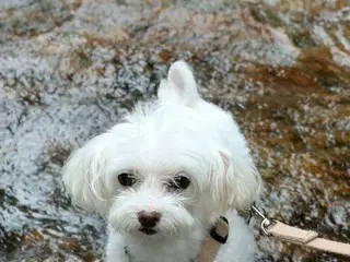渓谷で子犬も水遊び！