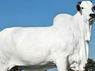「世界で最も高い牛」が話題！その価格は……@@
