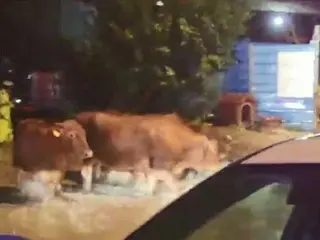 溺死の危機にあった牛40頭、警察官によって救出される！
