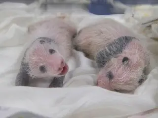 生後3週目を迎えた双子のパンダの赤ちゃん！！！