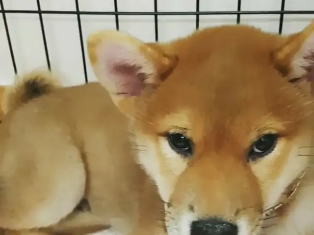 SUPER JUNIOR ヒチョル、柴犬の名前で悩み。