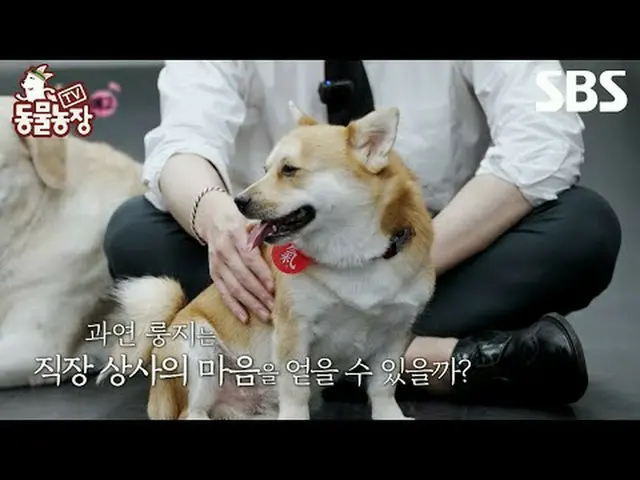 #シン・ドンヨプ #チョン・ソニ(チョン・ソンヒ)_  #トニー・アン(HOT)_  #ジョイ #SBS教育 #TV動物農場 #動物農場 #AnimalFarm