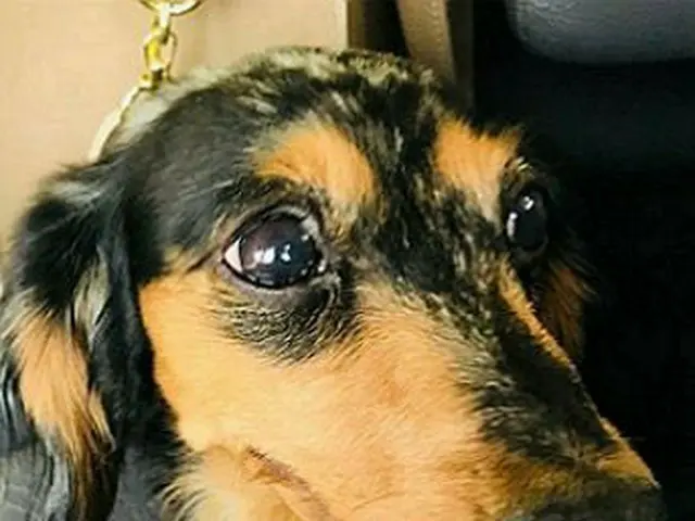 故SHINee ジョンヒョンの愛犬「ルー」、無事発見