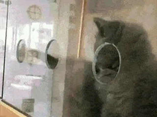 韓国で流行りの「我輩は猫である」シリーズ
