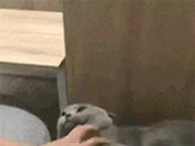 韓国で流行りの「我輩は猫である」シリーズ