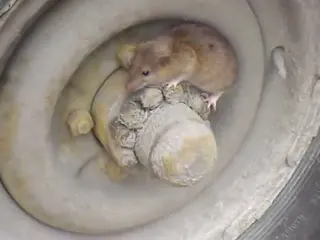 SECRET ジウン家、気になるピカチュウの今頃