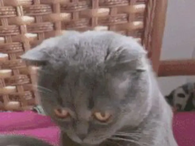 ドリアンの匂いを嗅いだ猫
