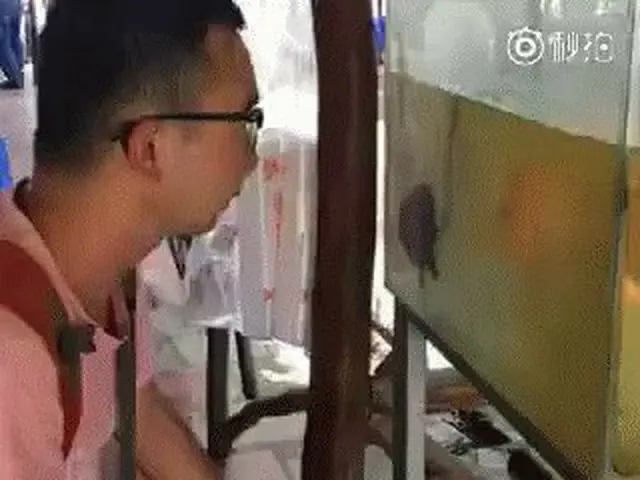 人間の真似？それとも、人間に売られた喧嘩を買う？何とも言えない魚の動画が話題