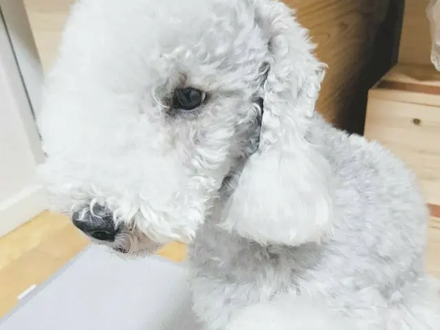 、、【g公式】KARA_ヨンジ、「遺棄犬」保護キャンペーンに参加。