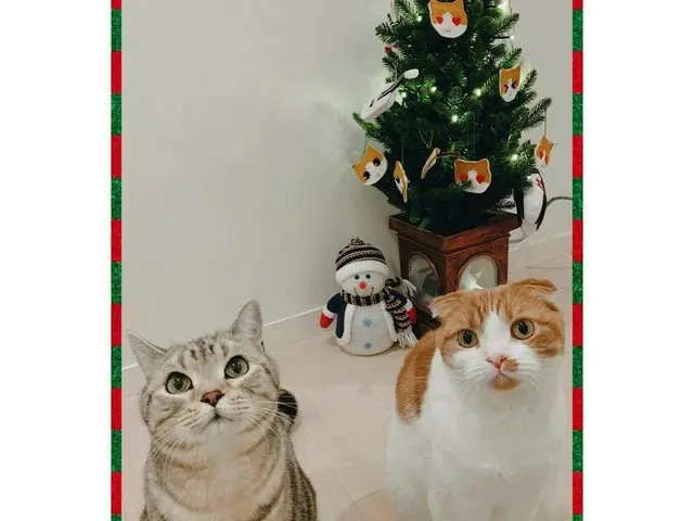 、、【g公式】KARA_出身ジヨン(知英)_JY、猫のクリスマス。