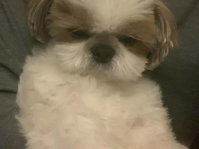 【G公式】俳優キム・ジェウク、「うとうと」というコメントと共に愛犬の画像を公開。