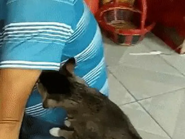 次、猫の行動