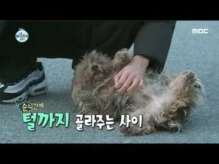 【公式mbe】 [私は一人住んでいる]チ・ヒョヌ_ _ を喜ぶ動物たち！近所犬の毛まで選んでくれるの間！ 20200117   