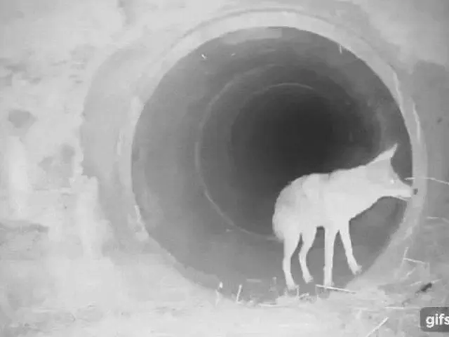 防犯カメラの映像に収まったキツネとタヌキが、冒険の旅に出発するようだと話題