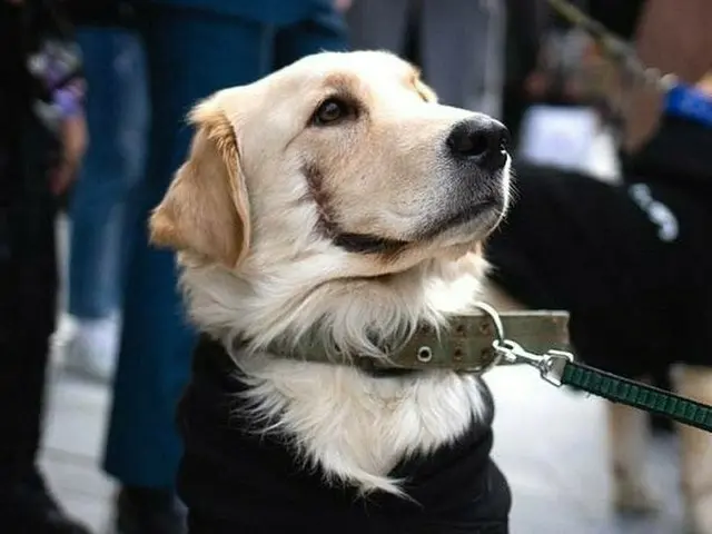 韓国が犬の「虐待」に激怒中