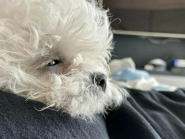 【G公式】東方神起_チャンミン(MAX)、腕枕枕ジュムシヌンゲリンが🐶   