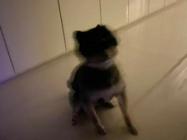 【G公式】Super Junior_イェソン、コミン「s🐶#goodnight   