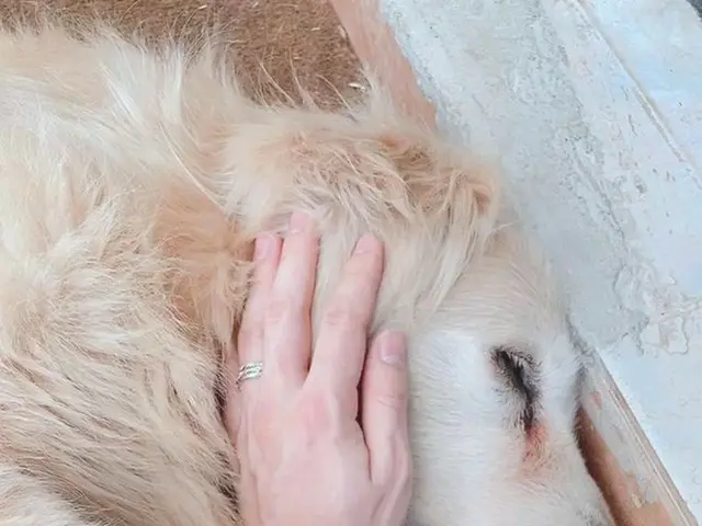 【T公式】BTS(防弾少年団)、めんどくさがり屋になった犬は愛です💜 今日はペットと遊んであげること！  #BOTD #BTS_OF_THE_DAY #JIM