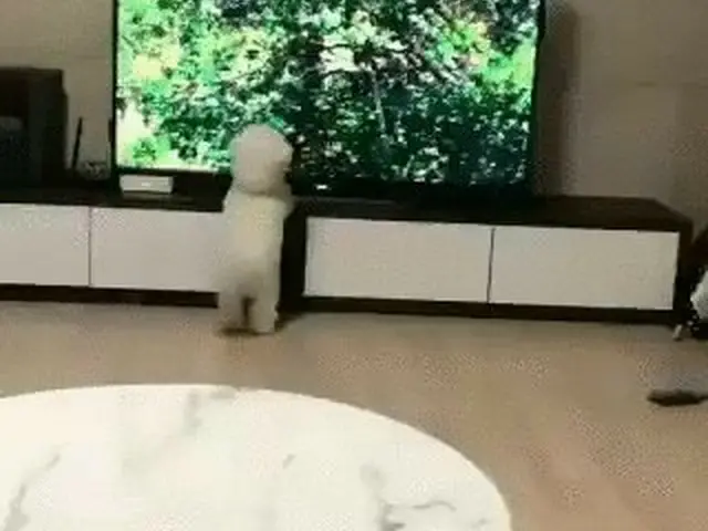 テレビ番組を観て「野性に目覚めたワンちゃん」が韓国で話題