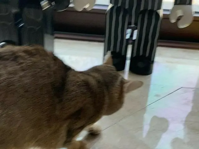 【G公式】Wanna One_出身カン・ダニエル、伸張～～～～ #cat #catstagram   